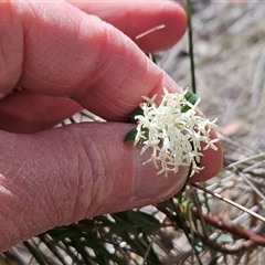 Pimelea linifolia at Acton, ACT - 2 Nov 2024 02:12 PM