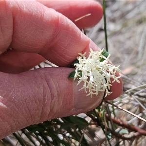 Pimelea linifolia at Acton, ACT - 2 Nov 2024 02:12 PM