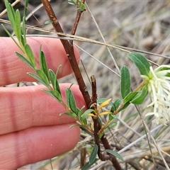 Pimelea linifolia at Acton, ACT - 2 Nov 2024 02:12 PM