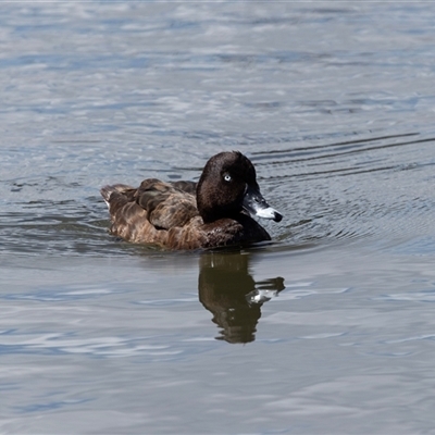 Aythya australis (Hardhead) at Gungahlin, ACT - 1 Nov 2024 by AlisonMilton