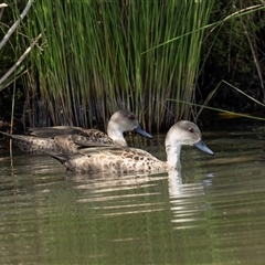 Anas gracilis (Grey Teal) at Gungahlin, ACT - 1 Nov 2024 by AlisonMilton