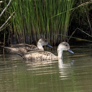 Anas gracilis at Gungahlin, ACT - 1 Nov 2024 02:58 PM