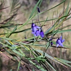 Stypandra glauca (Nodding Blue Lily) at Acton, ACT - 2 Nov 2024 by sangio7