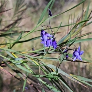 Stypandra glauca at Acton, ACT - 2 Nov 2024