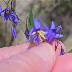 Stypandra glauca at Acton, ACT - 2 Nov 2024