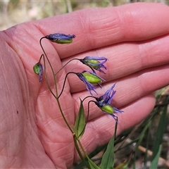 Stypandra glauca at Acton, ACT - 2 Nov 2024