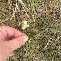 Rytidosperma sp. (Wallaby Grass) at Murrumbateman, NSW - 2 Nov 2024 by Batogal