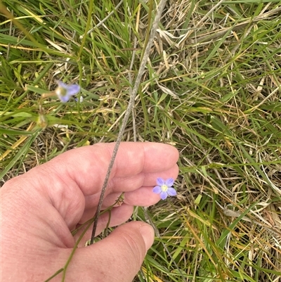 Wahlenbergia sp. (Bluebell) at Murrumbateman, NSW - 2 Nov 2024 by Batogal