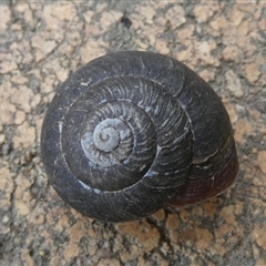 Pommerhelix mastersi (Merimbula Woodland Snail) at Charleys Forest, NSW - 1 Nov 2024 by arjay