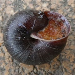Pommerhelix mastersi at Charleys Forest, NSW - suppressed
