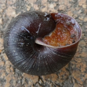 Pommerhelix mastersi at Charleys Forest, NSW - 1 Nov 2024