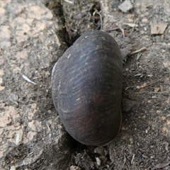 Pommerhelix mastersi at Charleys Forest, NSW - 1 Nov 2024