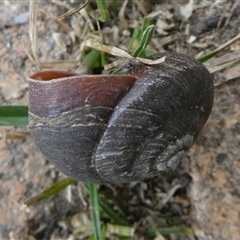Pommerhelix mastersi at Charleys Forest, NSW - suppressed
