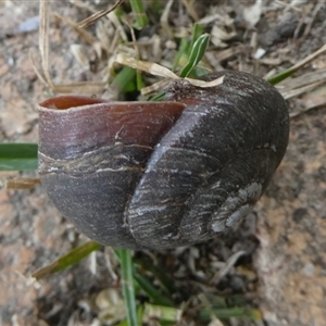 Pommerhelix mastersi at Charleys Forest, NSW - 1 Nov 2024