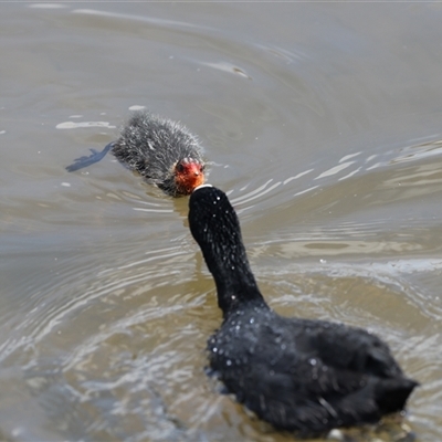 Fulica atra (Eurasian Coot) at Gungahlin, ACT - 1 Nov 2024 by AlisonMilton