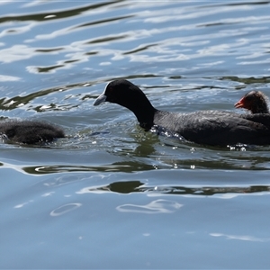 Fulica atra at Gungahlin, ACT - 1 Nov 2024