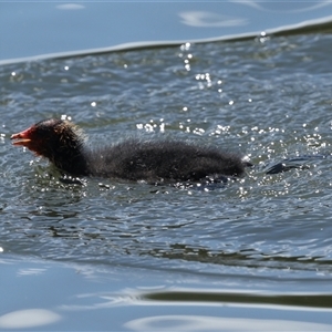 Fulica atra at Gungahlin, ACT - 1 Nov 2024