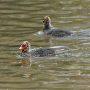 Fulica atra at Gungahlin, ACT - 1 Nov 2024