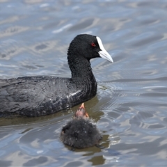 Fulica atra at Gungahlin, ACT - 1 Nov 2024