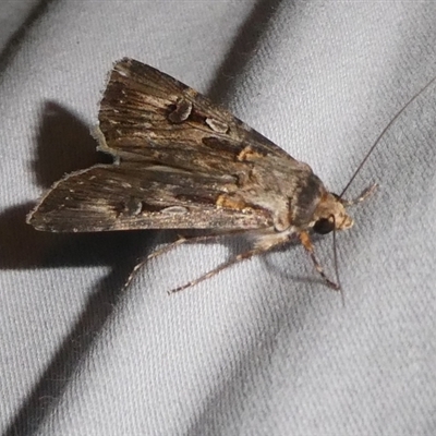 Agrotis munda (Brown Cutworm) at Charleys Forest, NSW - 30 Oct 2024 by arjay