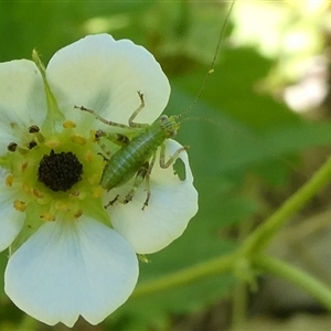 Caedicia simplex at Charleys Forest, NSW - suppressed