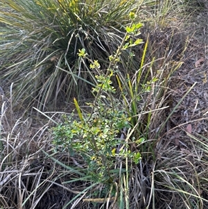 Ligustrum sinense at Aranda, ACT - 2 Nov 2024 05:50 PM