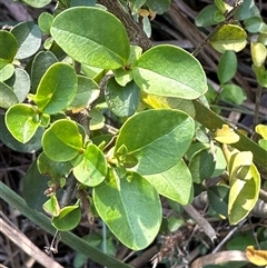 Ligustrum sinense at Aranda, ACT - 2 Nov 2024