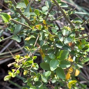 Ligustrum sinense at Aranda, ACT - 2 Nov 2024