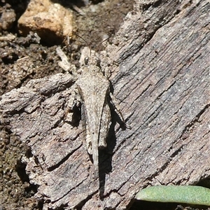 Paratettix australis at Charleys Forest, NSW - 29 Oct 2024