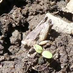 Tetrigidae (family) (Pygmy grasshopper) at Charleys Forest, NSW - 29 Oct 2024 by arjay