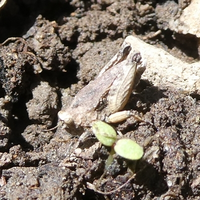 Tetrigidae (family) (Pygmy grasshopper) at Charleys Forest, NSW - 29 Oct 2024 by arjay