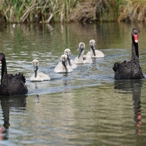 Cygnus atratus at Gungahlin, ACT - 1 Nov 2024