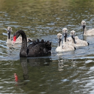 Cygnus atratus at Gungahlin, ACT - 1 Nov 2024