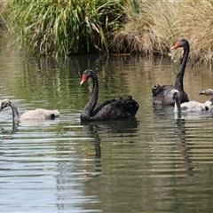 Cygnus atratus at Gungahlin, ACT - 1 Nov 2024 02:50 PM