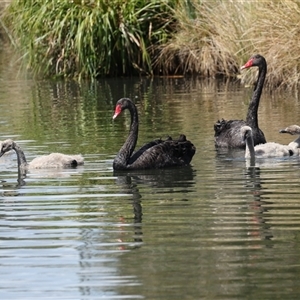 Cygnus atratus at Gungahlin, ACT - 1 Nov 2024