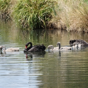 Cygnus atratus at Gungahlin, ACT - 1 Nov 2024