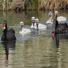 Cygnus atratus at Gungahlin, ACT - 1 Nov 2024