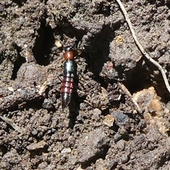 Paederus sp. (genus) (Whiplash rove beetle) at Charleys Forest, NSW - 29 Oct 2024 by arjay