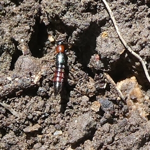 Paederus sp. (genus) at Charleys Forest, NSW - suppressed