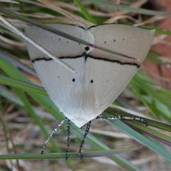 Gastrophora henricaria (Fallen-bark Looper, Beautiful Leaf Moth) at Charleys Forest, NSW - 27 Oct 2024 by arjay