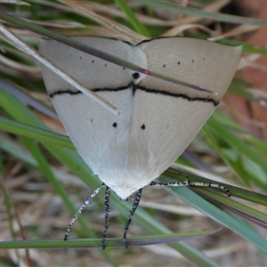 Gastrophora henricaria at Charleys Forest, NSW - 27 Oct 2024