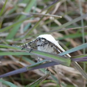 Gastrophora henricaria at Charleys Forest, NSW - 27 Oct 2024