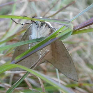 Gastrophora henricaria at Charleys Forest, NSW - 27 Oct 2024