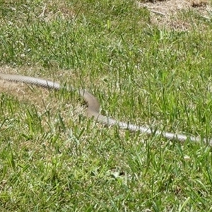 Pseudonaja textilis at Charleys Forest, NSW - suppressed