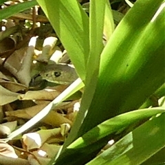 Pseudonaja textilis at Charleys Forest, NSW - suppressed