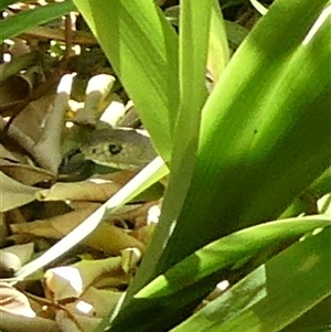 Pseudonaja textilis at Charleys Forest, NSW - suppressed