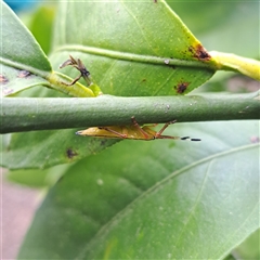 Musgraveia sulciventris (Bronze Orange Bug) at Watson, ACT - 1 Nov 2024 by abread111