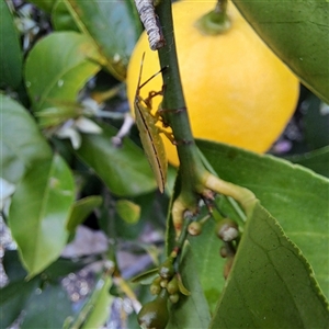 Musgraveia sulciventris at Watson, ACT - 2 Nov 2024 09:05 AM