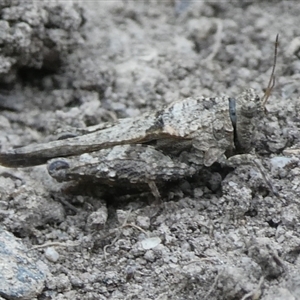 Paratettix australis at Charleys Forest, NSW - suppressed