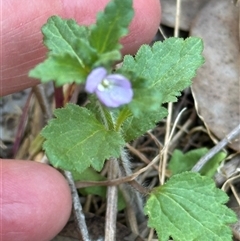 Veronica calycina (Hairy Speedwell) at Aranda, ACT - 2 Nov 2024 by lbradley